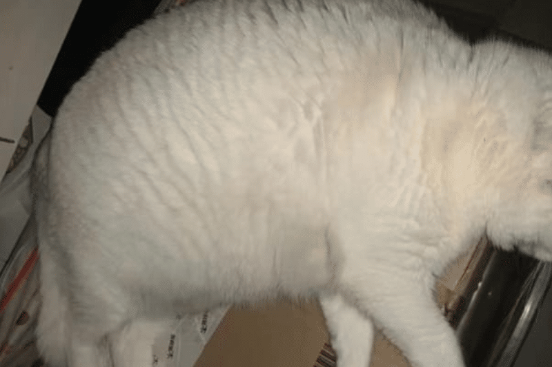 Cat After Eating Land Feast Freeze Dried Pet Food