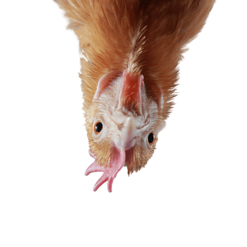 Ramboo Pet Land Feast Pet Food Ingredient, Chicken