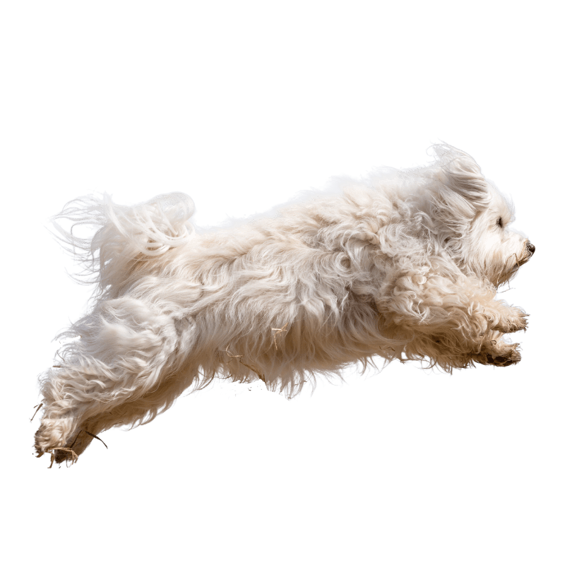 A dog jumping in the air