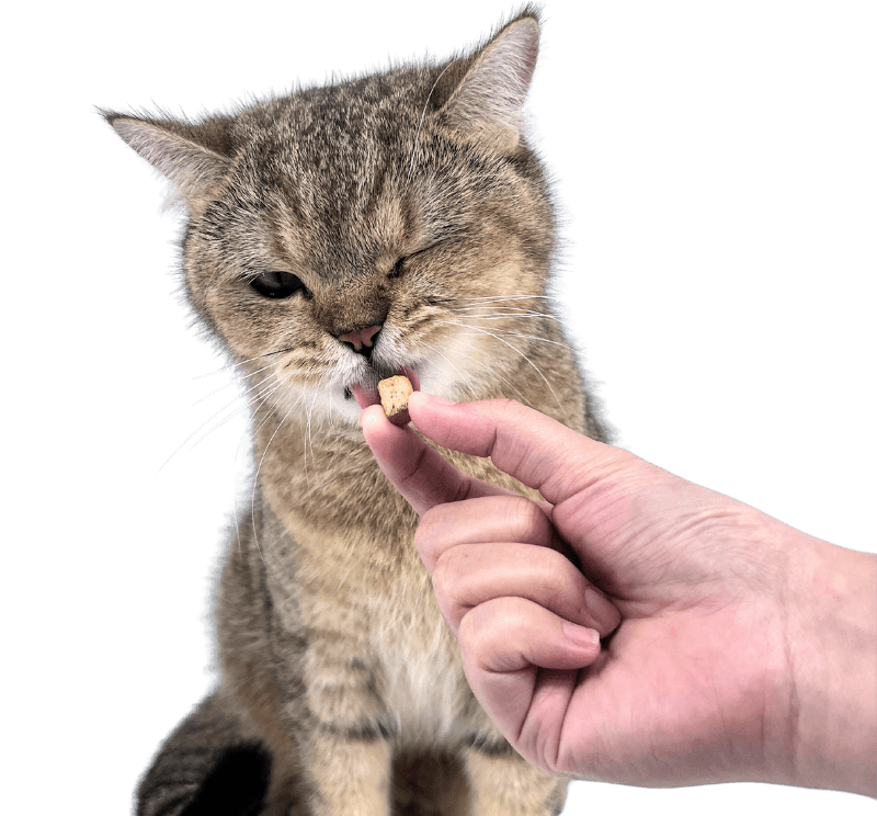 Cat Eating Ramboo Pet Ocean Feast Freeze-Dried Pet Food