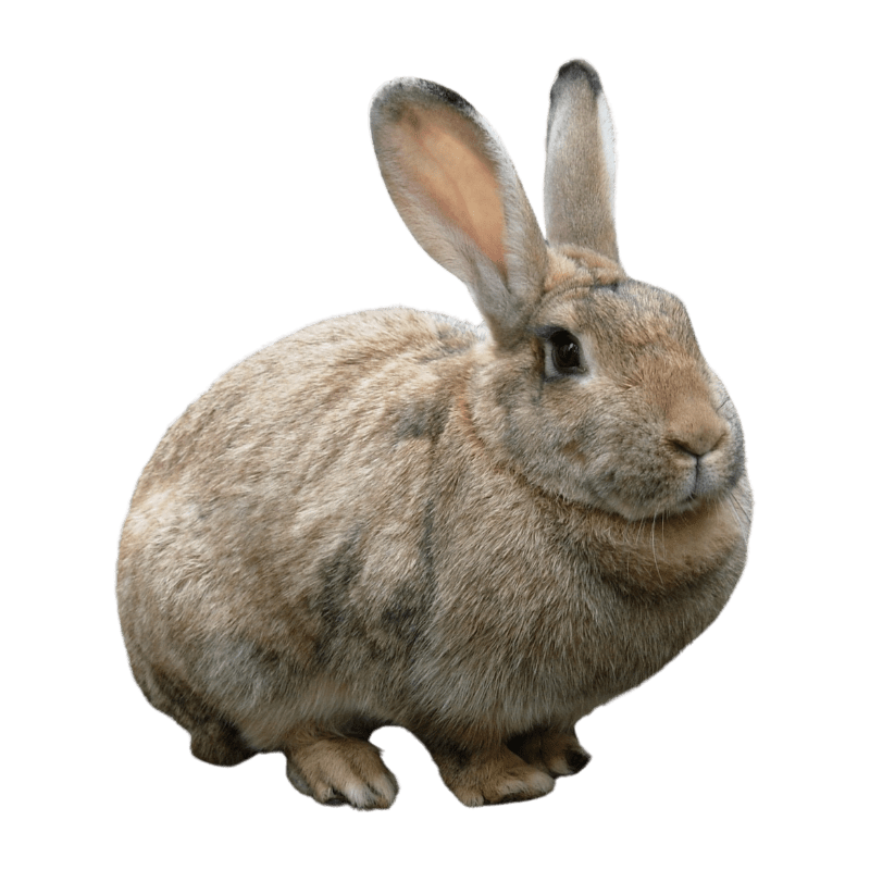 Ramboo Pet Land Feast Freeze Dried Pet Food Ingredient, Rabbit